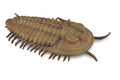 Collecta Préhistoire (L): REDLICHIA REX TRILOBITE 9.5x2.4cm