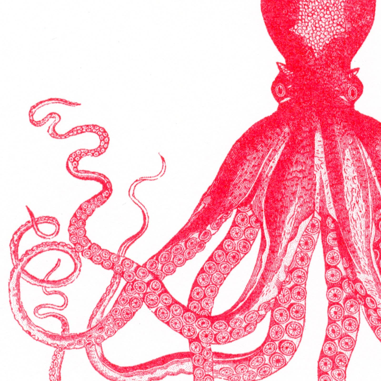 Carte postale Pieuvre Rouge