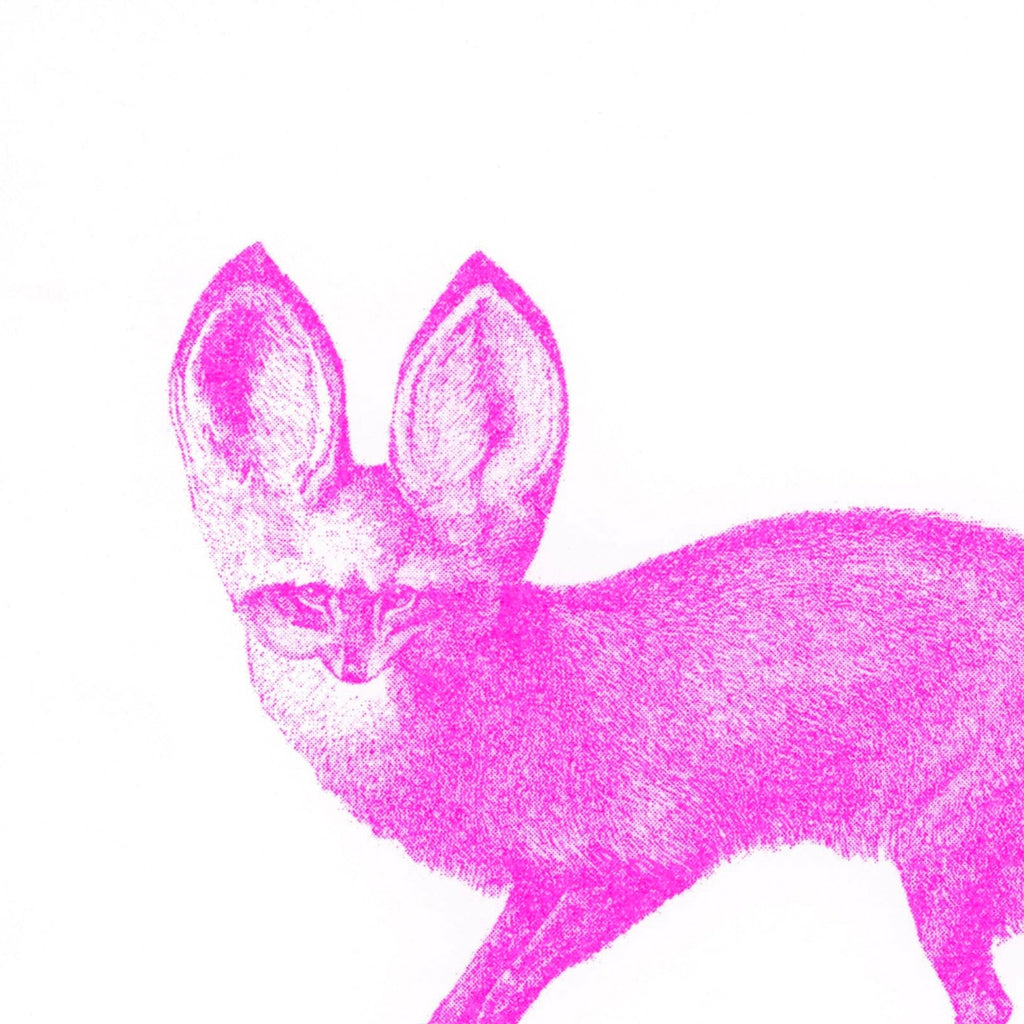 Carte postale Fennec Néon Rose
