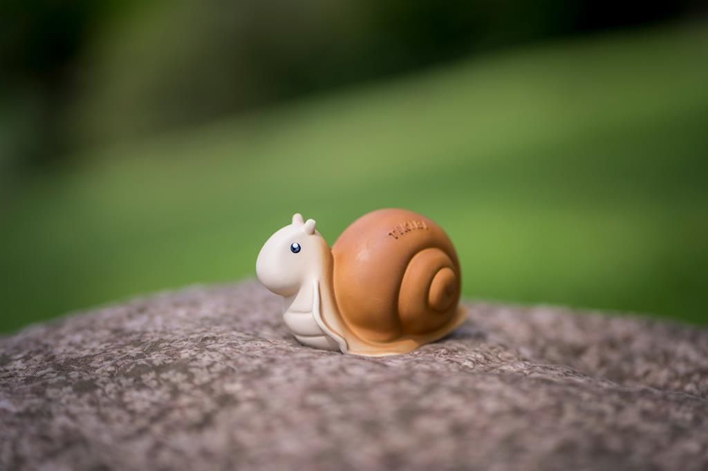 mon premier animal du jardin escargot tikiri 