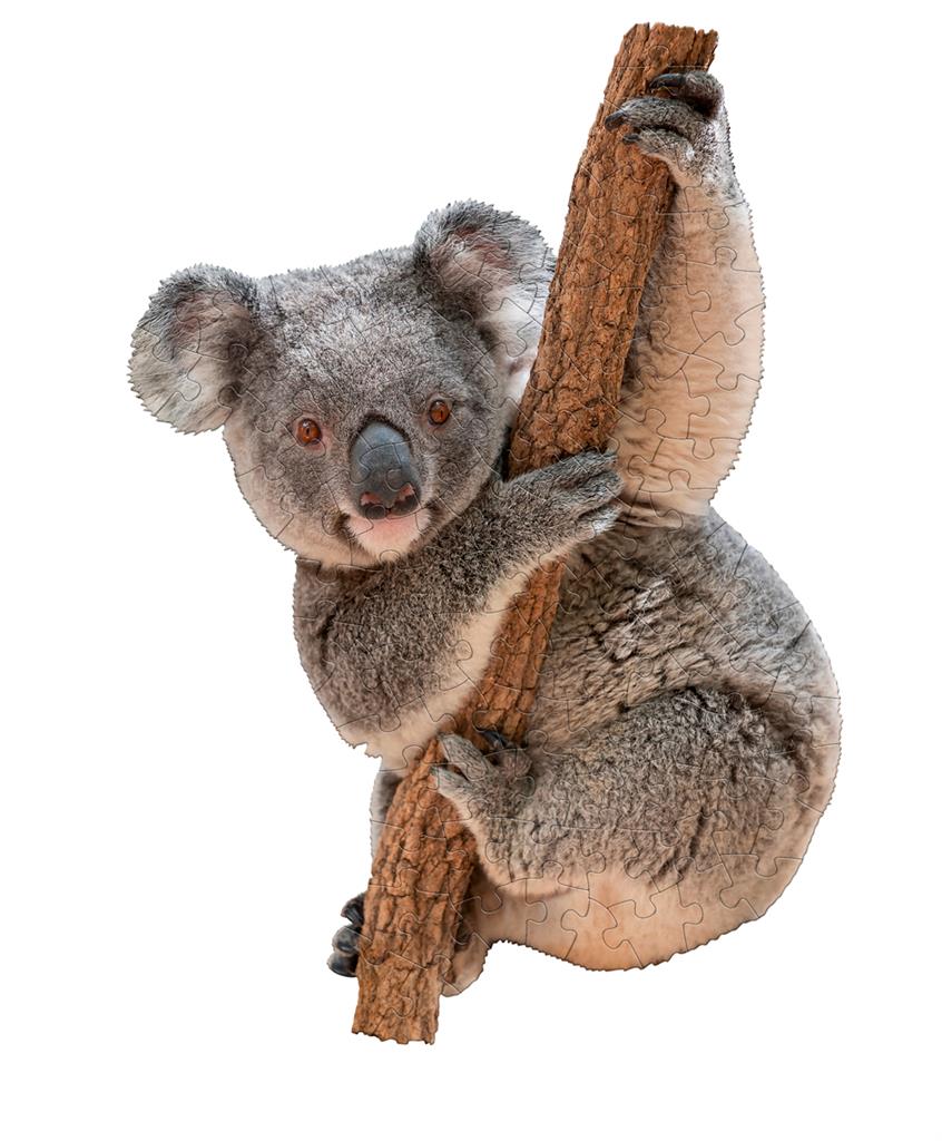 Puzzle Koala Madd Capp - présentation