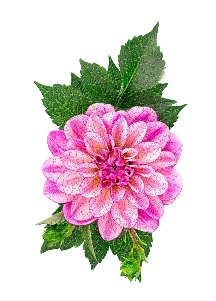 Boîte du puzzle Dahlia Madd Capp
