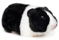 Peluche Cochon d'Inde (noir) Uni Toys