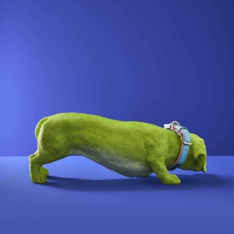 Chien Teckel Wilfried M. Collier, Résine poly verte