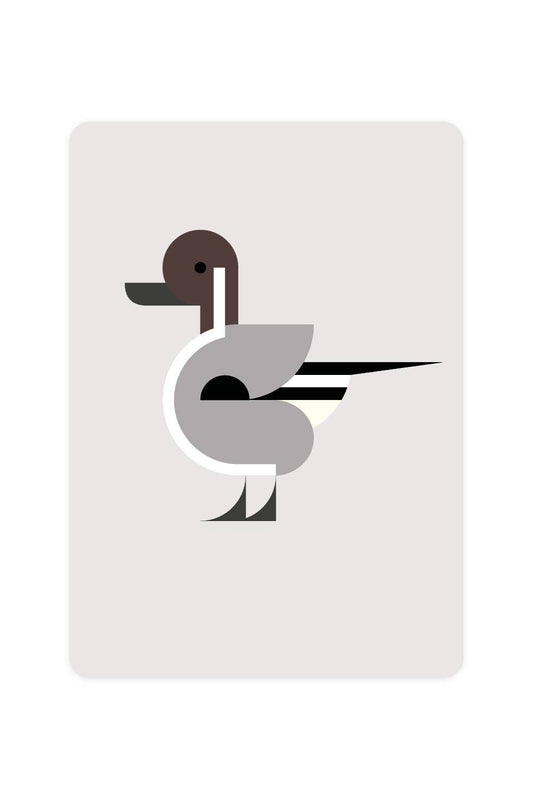 Carte postale avec Pintail