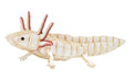 3D-Papiermodell – Axolotl