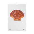 Torchon Jacques la Coquille