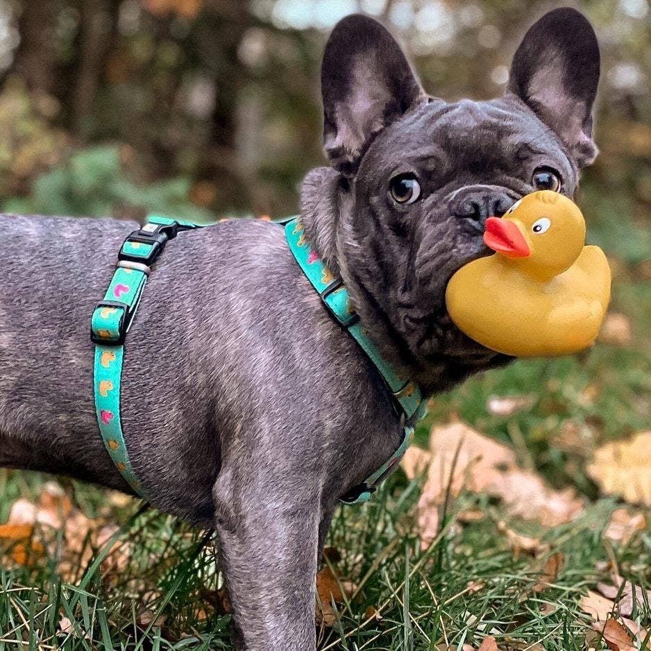 Harnais en H - Canards