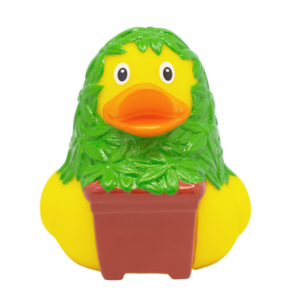 Cannabis d'anatra