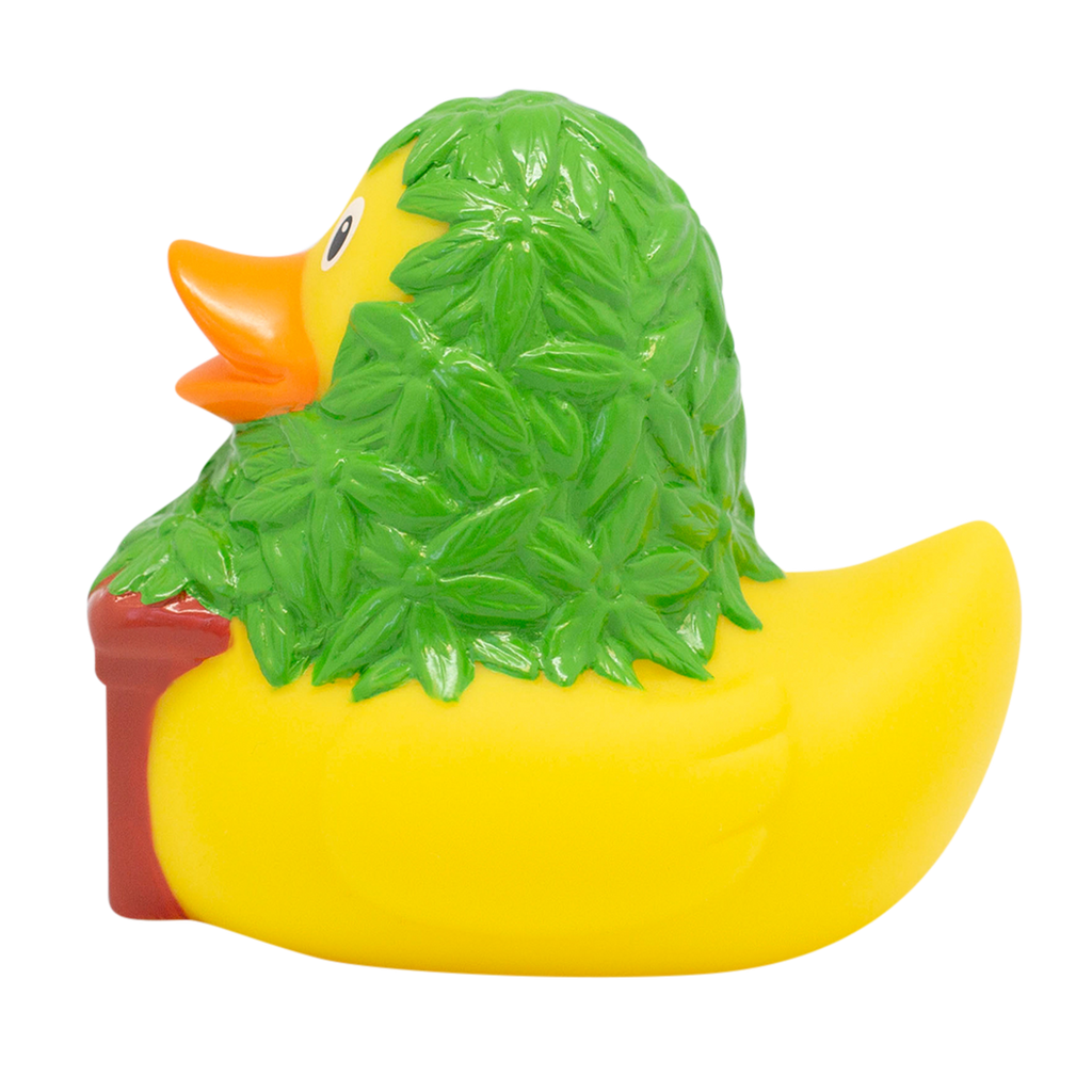 Cannabis d'anatra