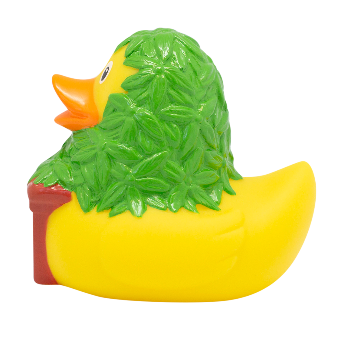 Cannabis d'anatra
