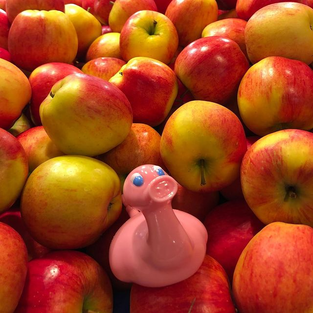 Kaczka Świnia Posankka