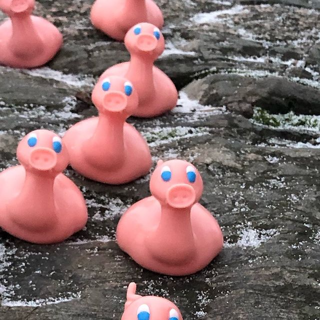 Kaczka Świnia Posankka