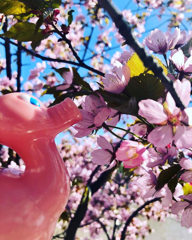 Kaczka Świnia Posankka