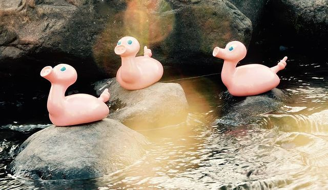 Kaczka Świnia Posankka