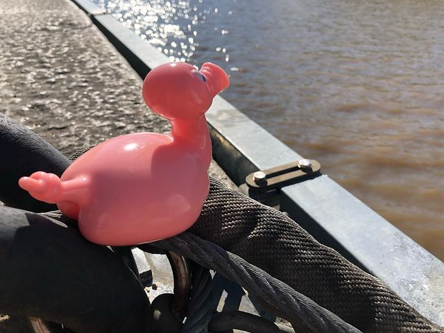 Kaczka Świnia Posankka