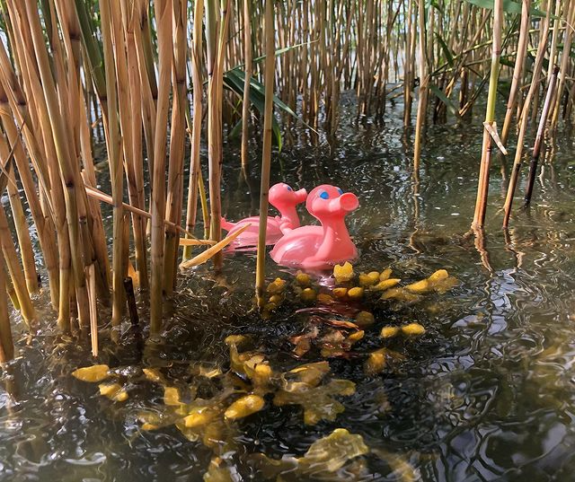Canard Cochon Posankka – visuel produit