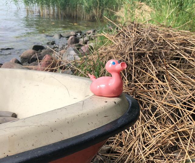 Kaczka Świnia Posankka