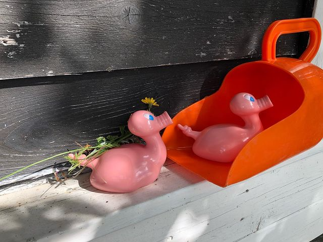 Kaczka Świnia Posankka