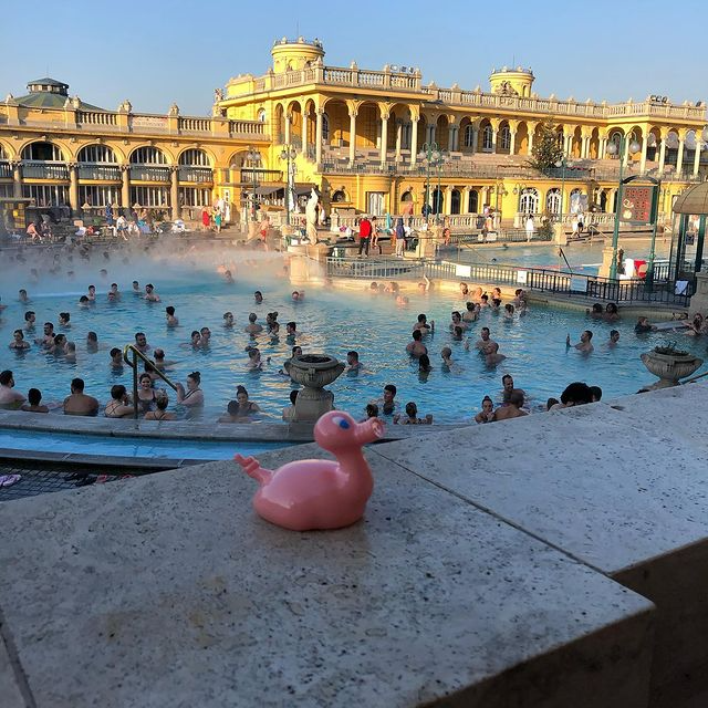 Kaczka Świnia Posankka