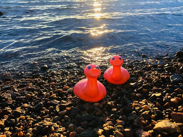 Kaczka Świnia Posankka