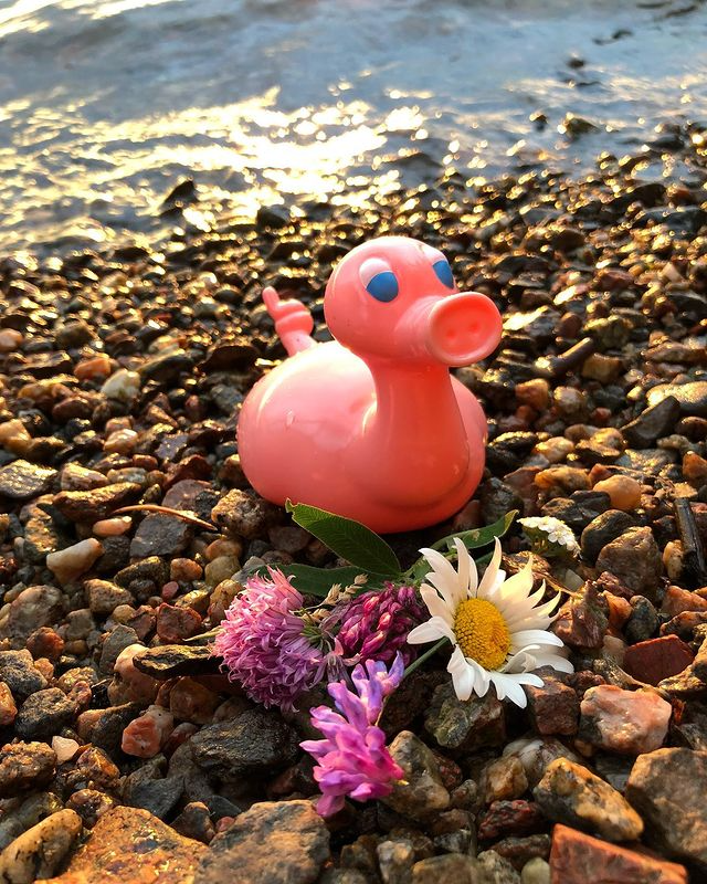 Kaczka Świnia Posankka