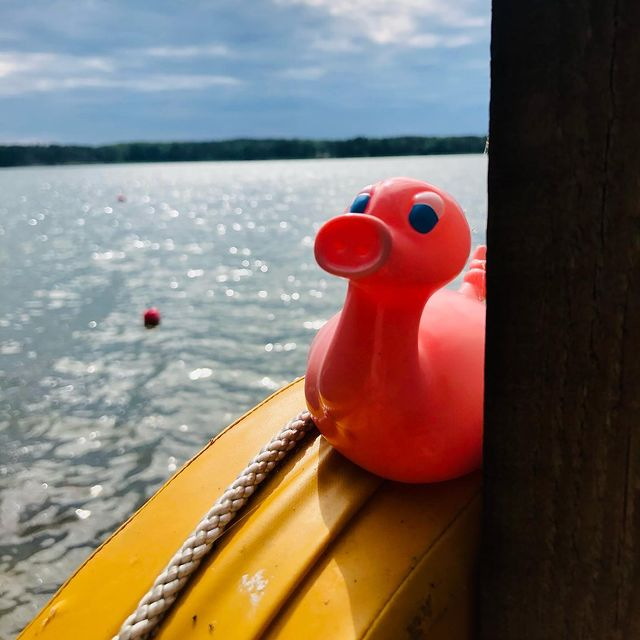 Kaczka Świnia Posankka