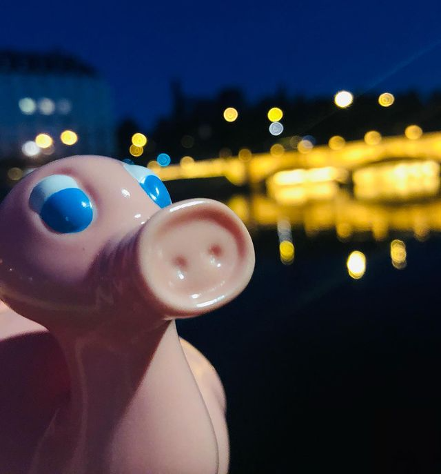 Kaczka Świnia Posankka