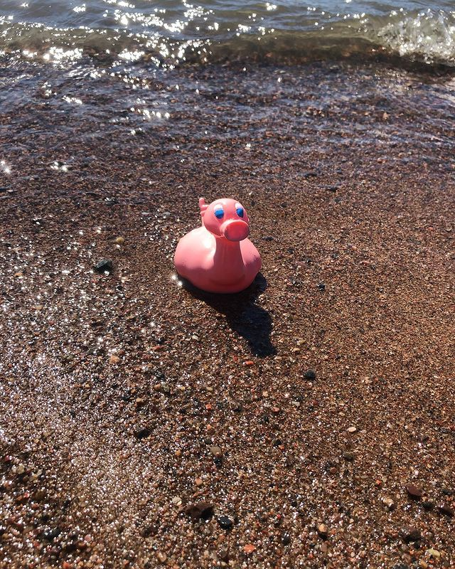 Kaczka Świnia Posankka