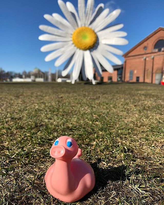 Kaczka Świnia Posankka