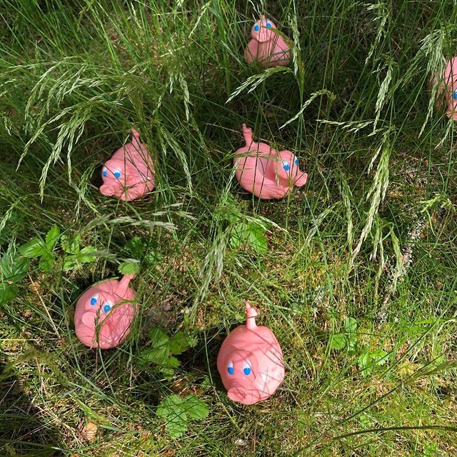 Kaczka Świnia Posankka