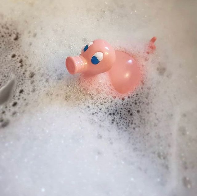 Kaczka Świnia Posankka