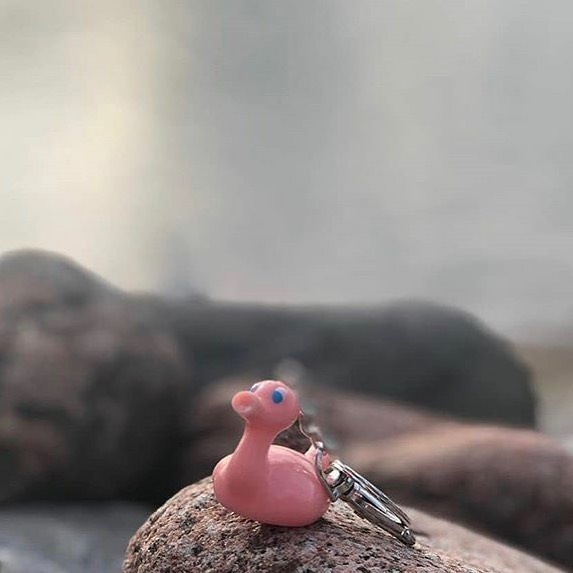 Kaczka Świnia Posankka