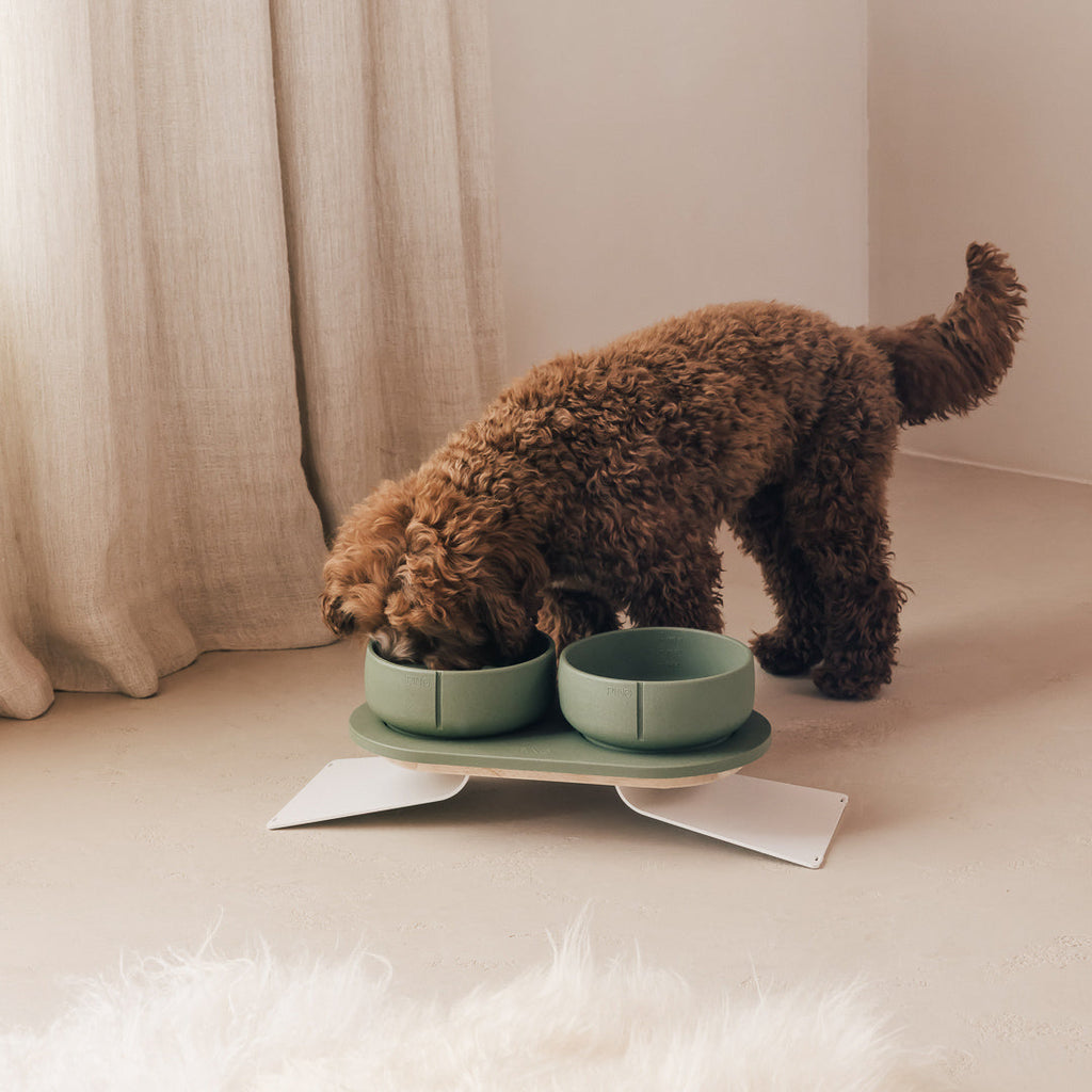 Coffret posture optimale pour chiens – vue produit 20