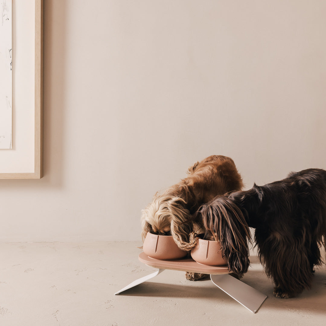 Coffret posture optimale pour chiens – vue produit 24