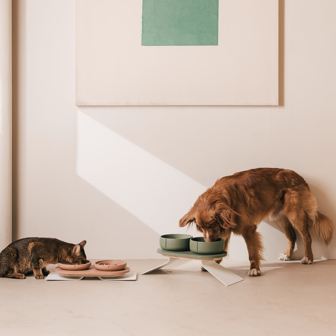 Coffret posture optimale pour chiens – vue produit 3