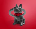 Llavero Bulldog Negro Meta[l]morphose | Tienda de objets regalos designs kokochao.com