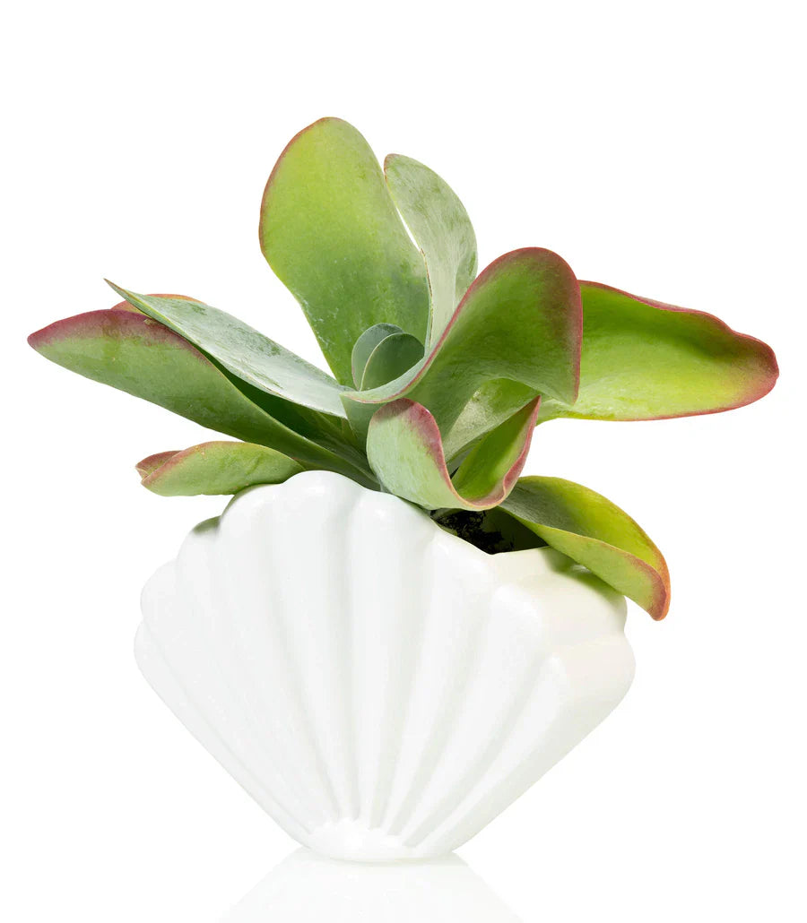 Pot de fleur Coquillage Blanc Bitten – Cache-pot original