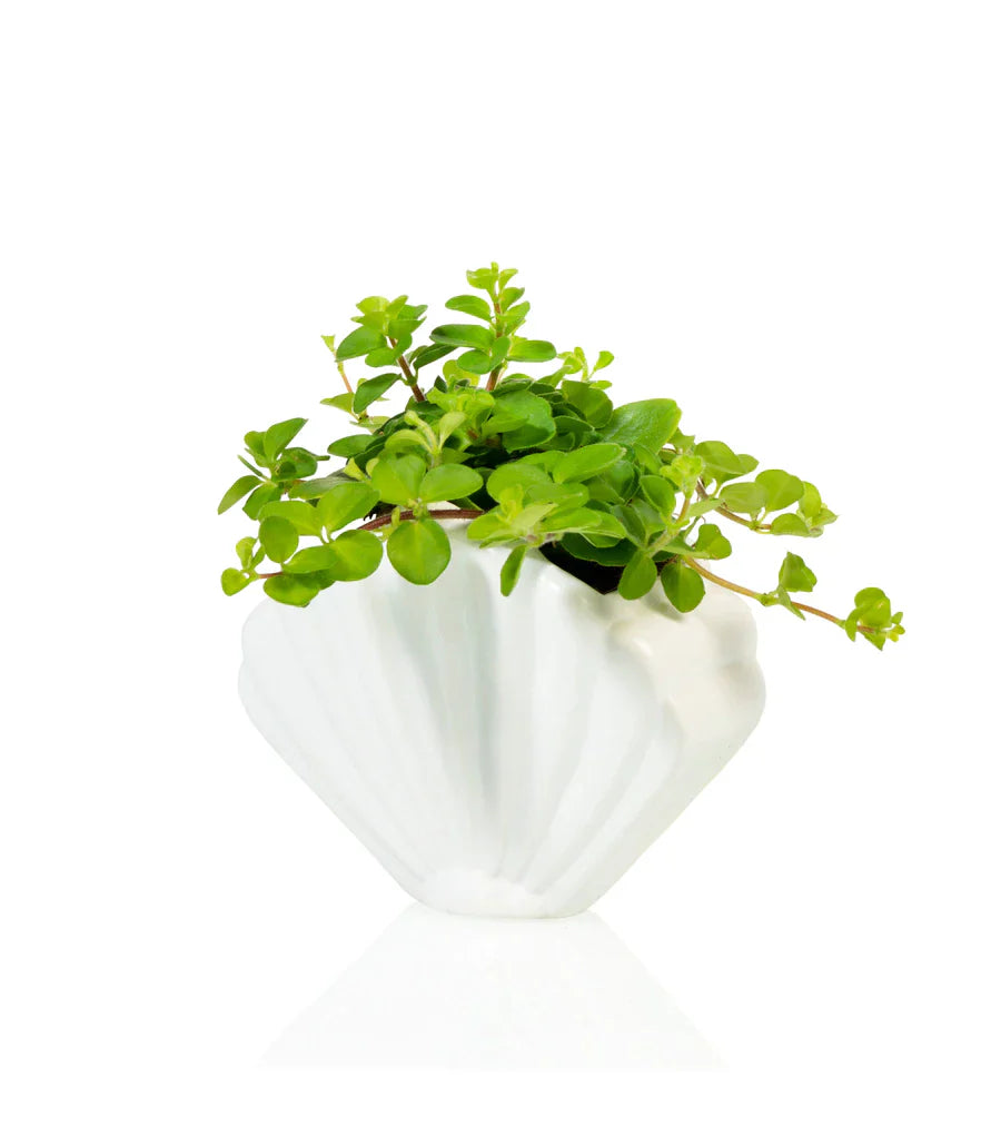 Pot de fleur Coquillage Blanc Bitten – Cache-pot original