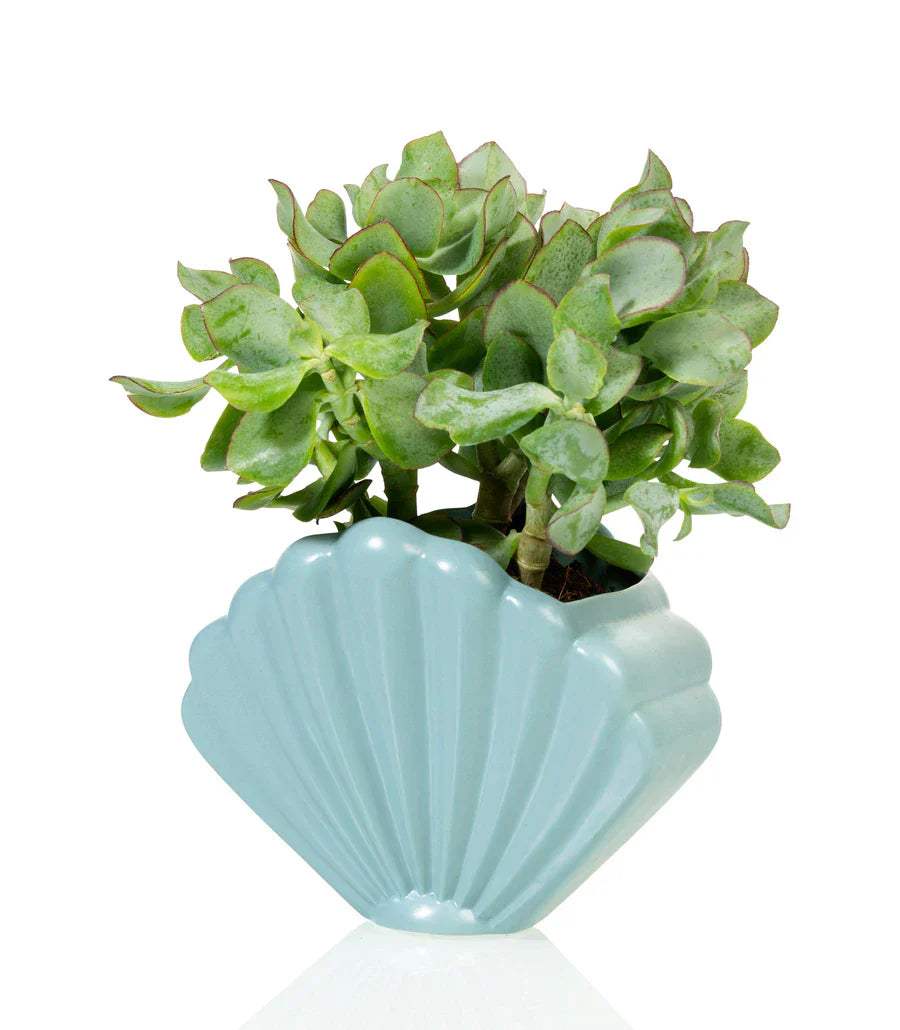 Pot de fleur Coquillage Bleu Bitten – Cache-pot original