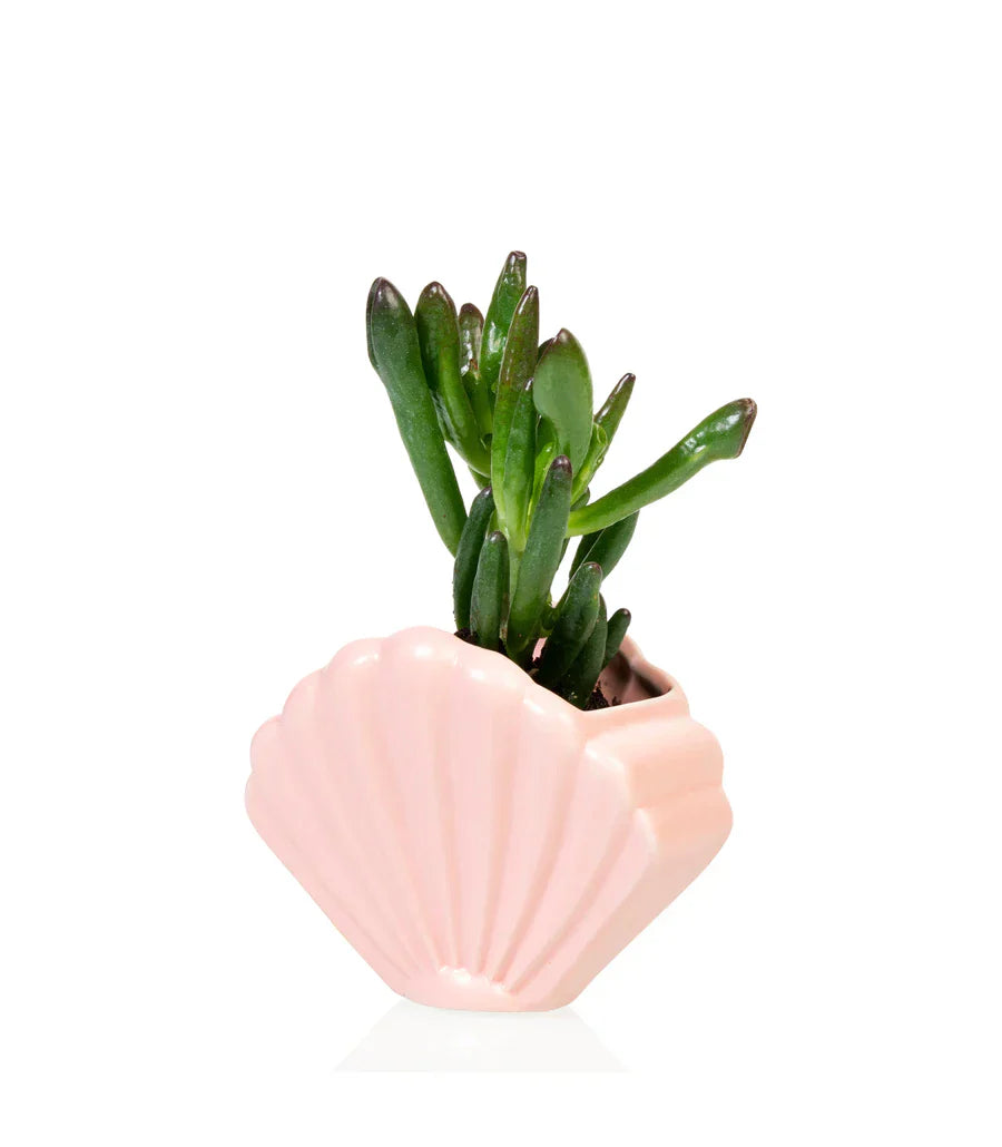 Pot de fleur Coquillage Rose Bitten – Cache-pot original