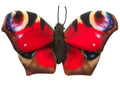 Papillon rouge (avec boucle) - 24 cm (largeur) Uni Toys