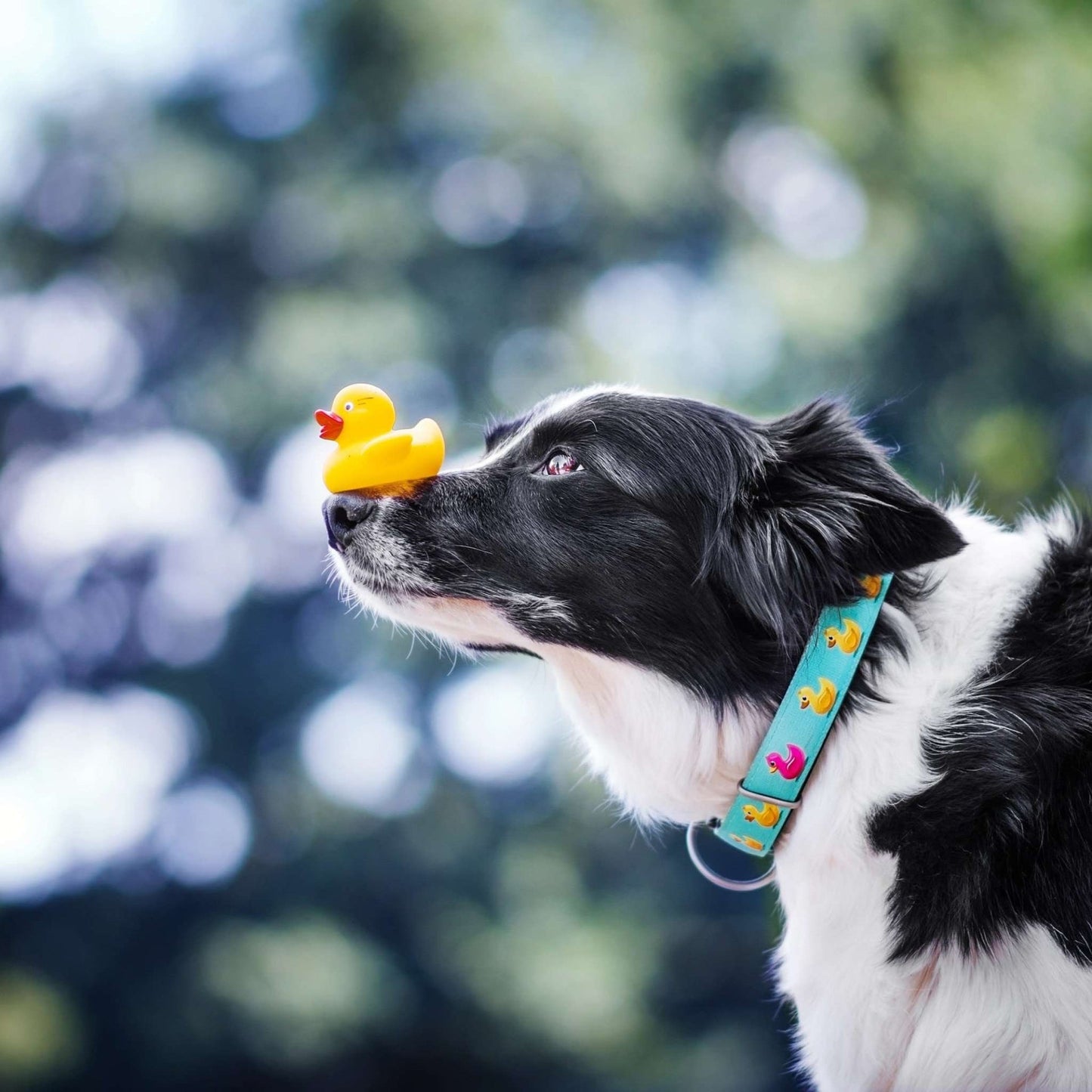 Dog collar with Smart ID - Ducks