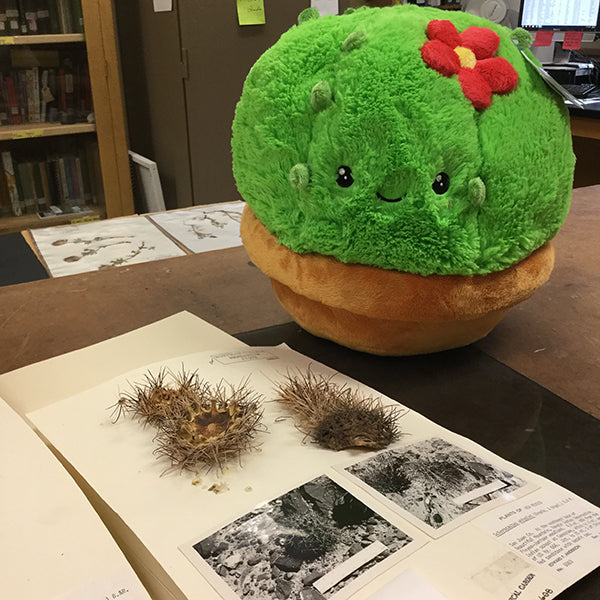 Mini Squishable Cactus