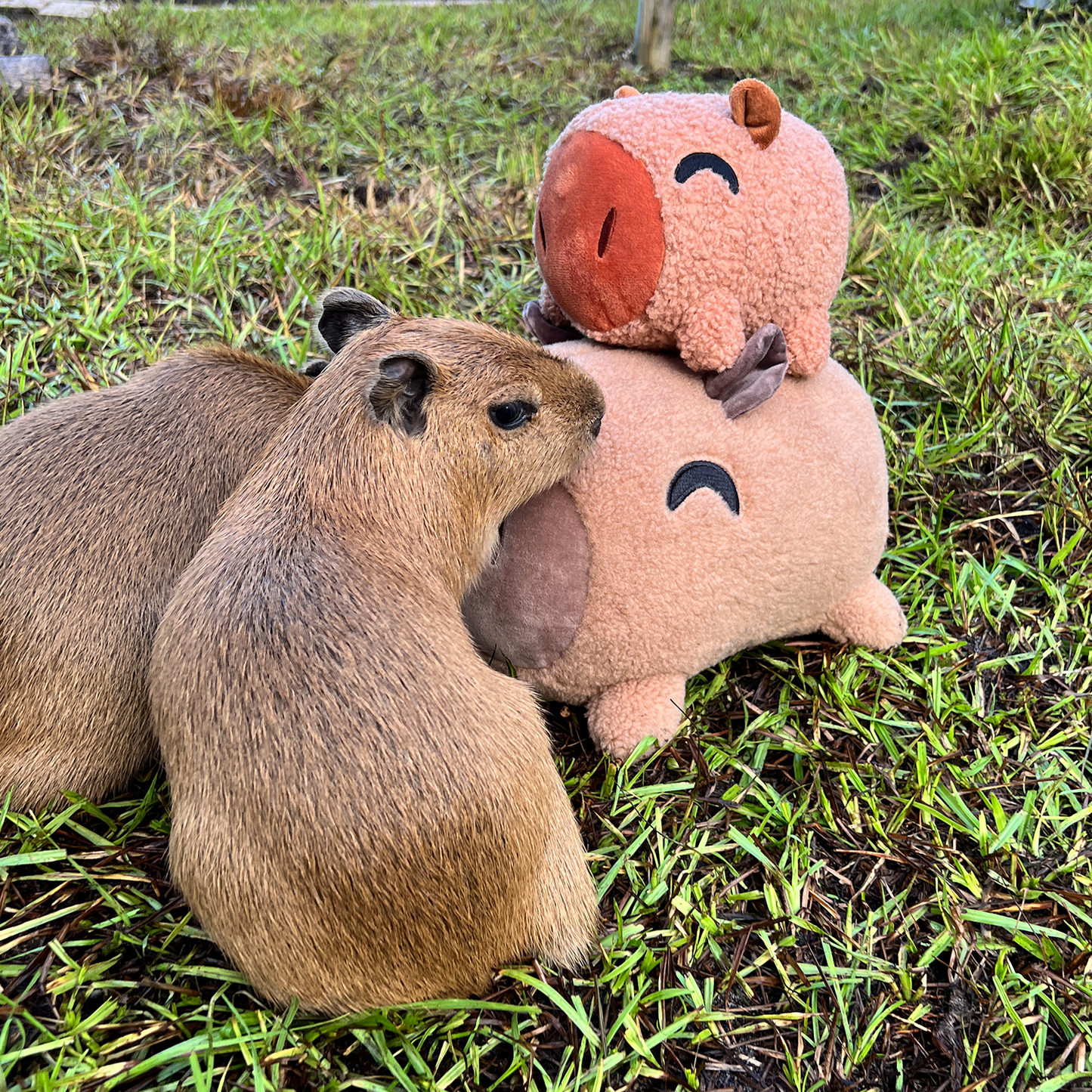 Capybara Stickie (6in)