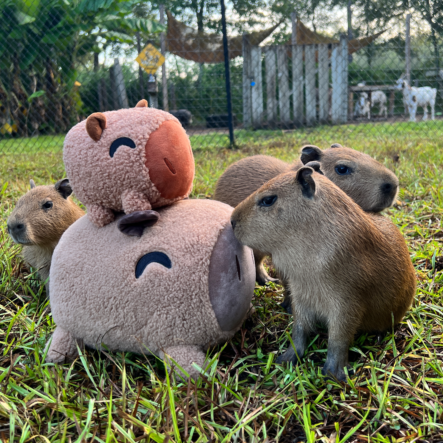 Capybara Pillow (1ft)