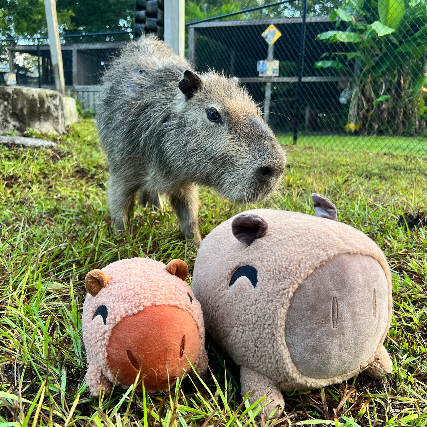 Capybara Pillow (1ft)