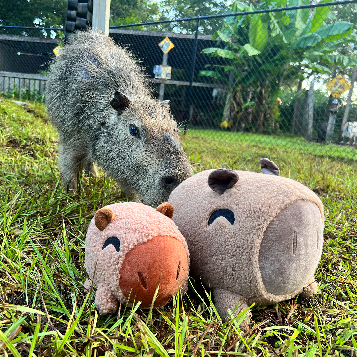 Capybara Stickie (6in)
