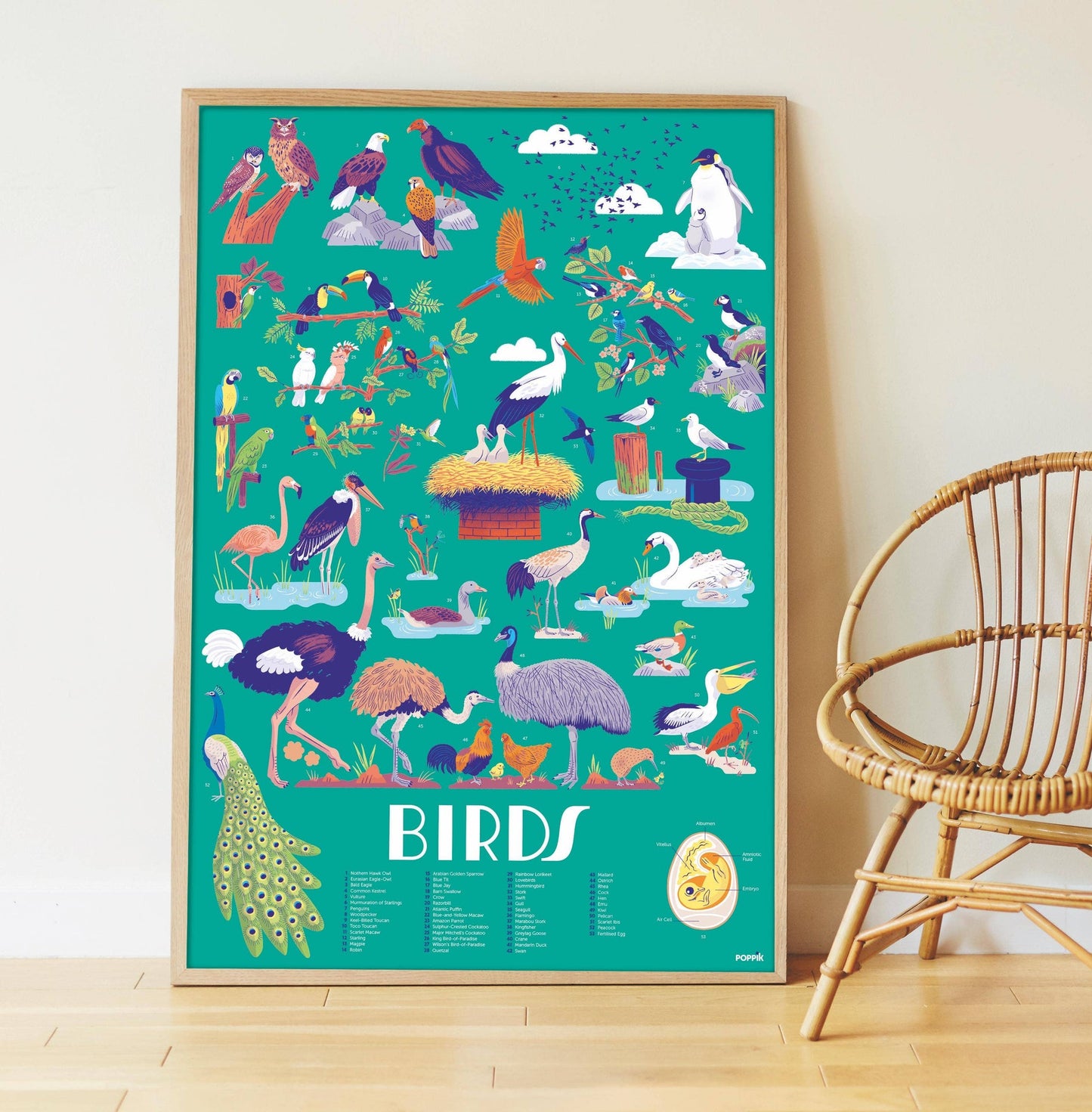 Oiseaux - Poster en stickers  - Discovery 7+