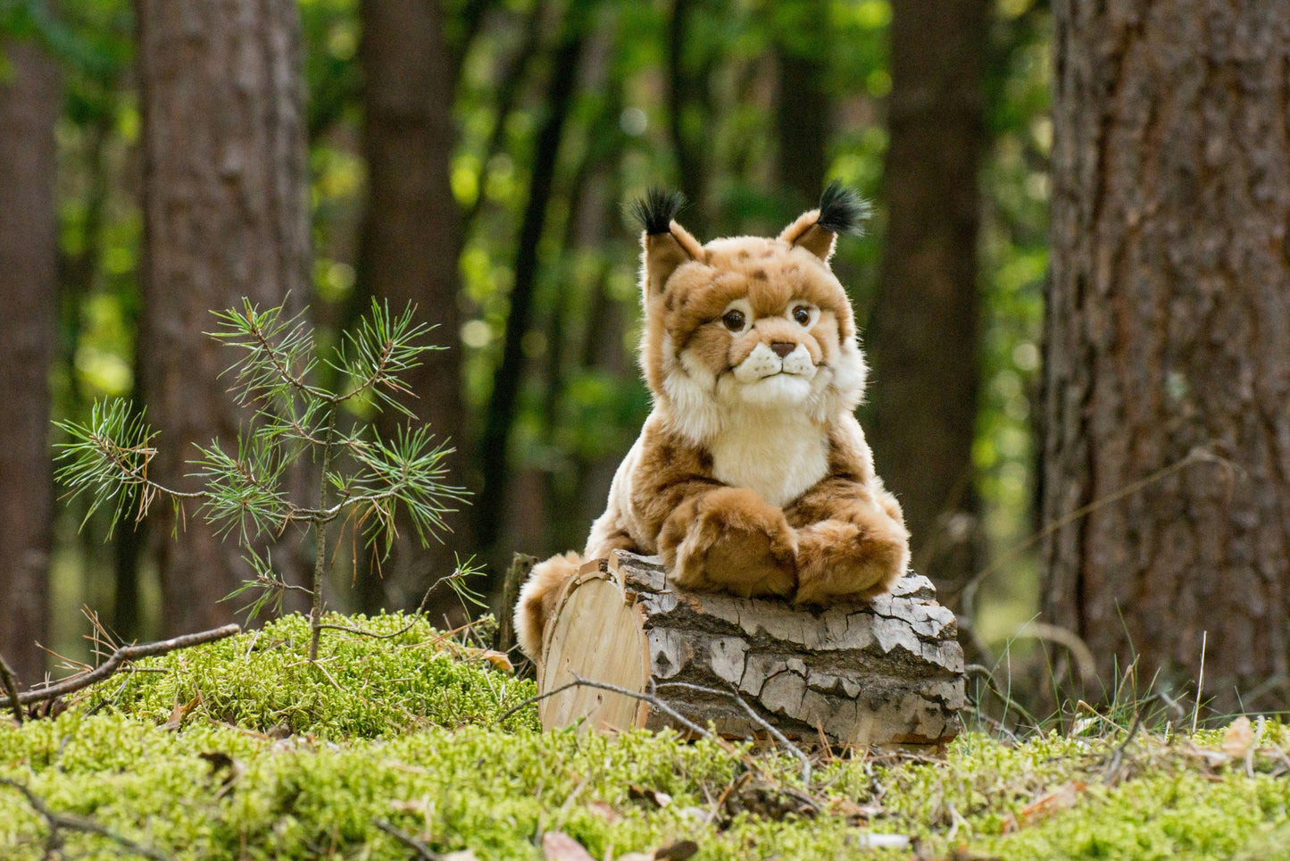 Peluche Lynx couché
